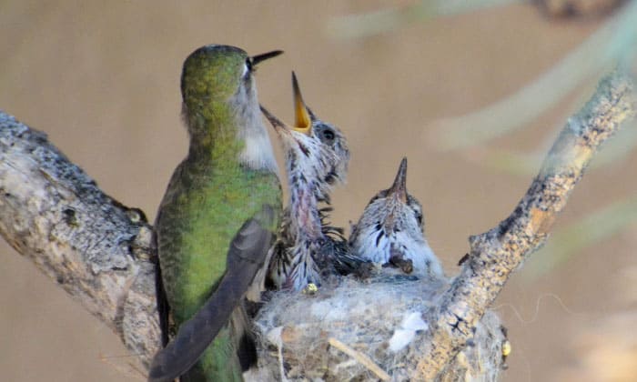 what-do-mama-birds-feed-their-babies