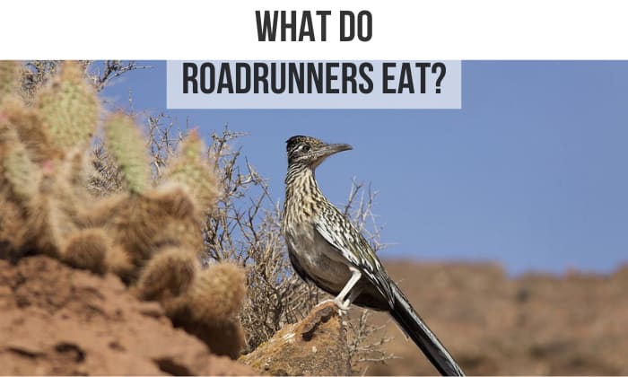 what do roadrunners eat