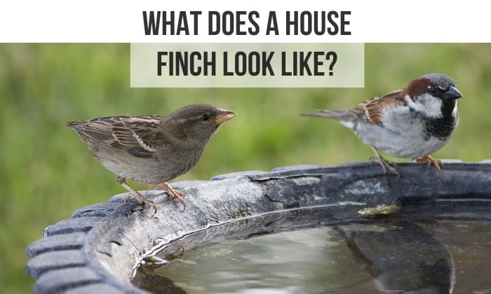 what does a house finch look like