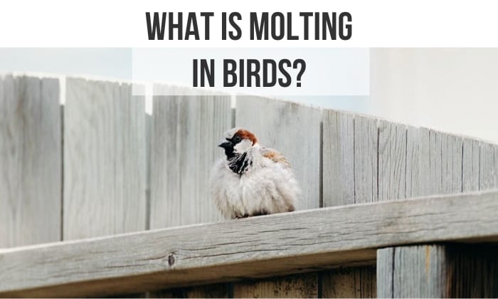 what is molting in birds