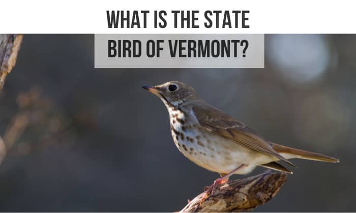what is the state bird of vermont