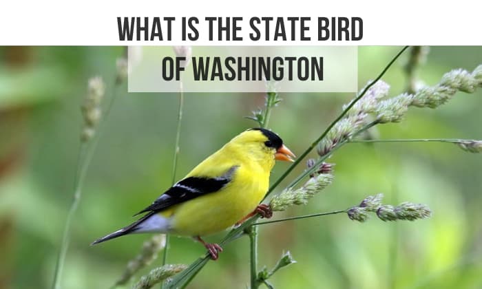 what is the state bird of washington