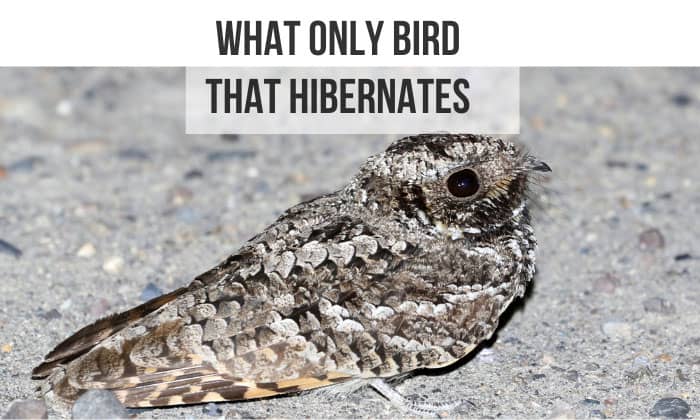 what only bird that hibernates