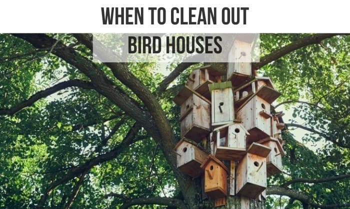 when to clean out bird houses