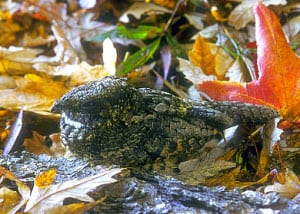 where-does-the-common-poorwill-hibernate