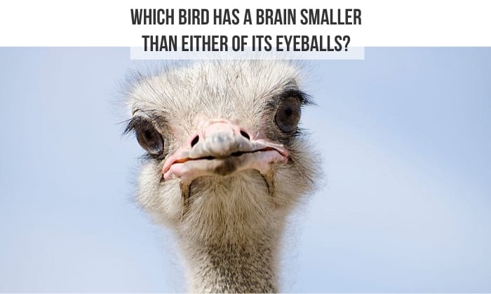 which bird has a brain smaller than either of its eyeballs
