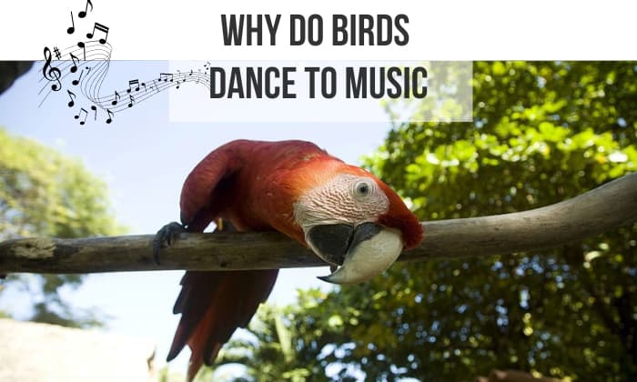 why do birds dance to music