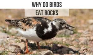 why do birds eat rocks