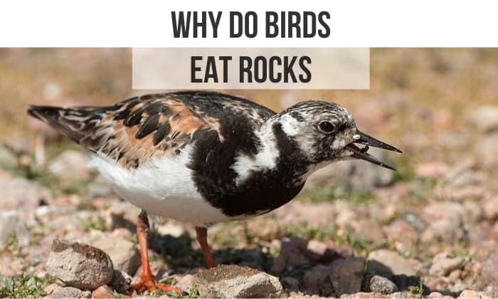Why Do Birds Eat Rocks All About Gastrolith Gizzard Here why-do-birds-eat-rocks-all-about-gastrolith-gizzard-here