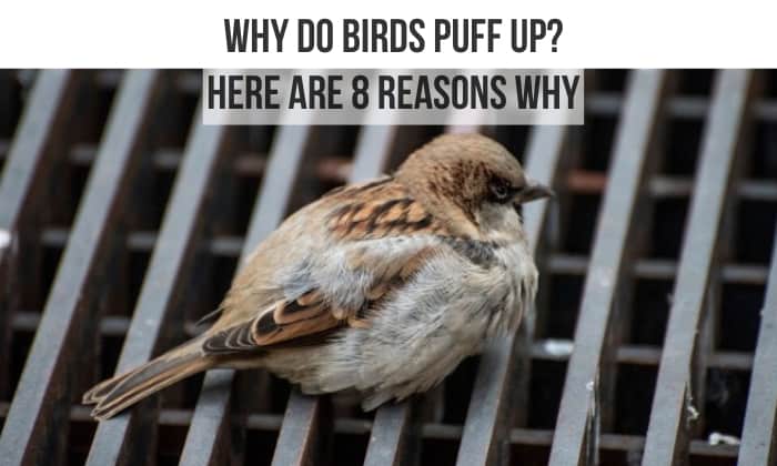 Why do birds puff up