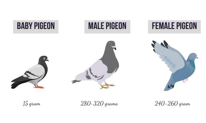 wood-pigeon