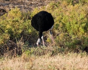 Somali-Ostrich