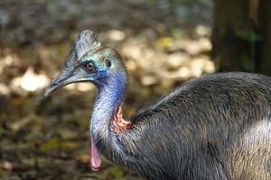 Southern-Cassowary