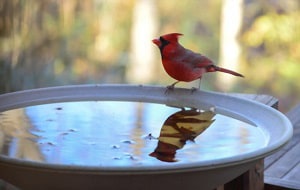 a-bird-bath-be-in-the-sun-or-shade