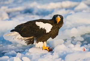 a-harpy-eagle-carry