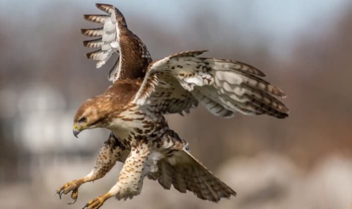 a-red-tailed-hawk