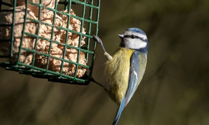 attract-birds-to-a-new-feeder