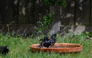 attracting-birds-to-bird-baths