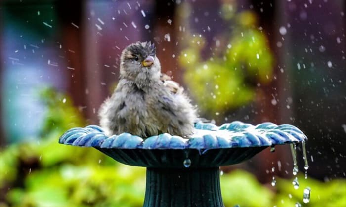 bird-bath-be-in-the-sun-or-shade