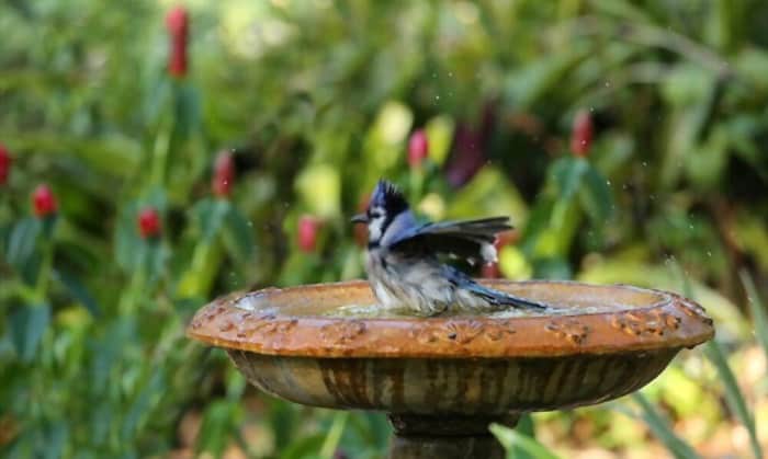 bird-bath-fountain