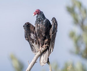 bird-can-lift-the-most-weight