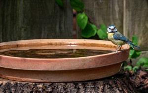 bird-in-a-bird-bath