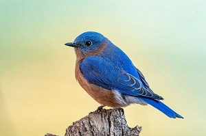 bird-is-a-symbol-of-good-luck-and-a-sign-of-arrival-of-a-new-baby