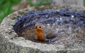 birdbath-placement