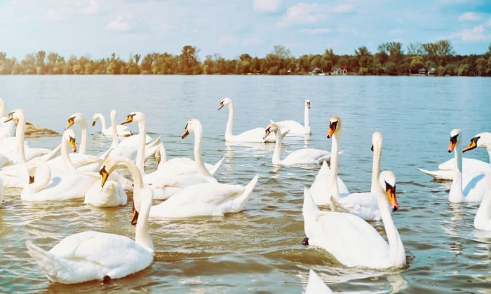 birds-flying-in-v-formation