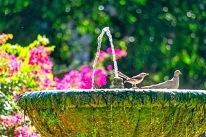 birds-not-coming-to-new-bird-bath