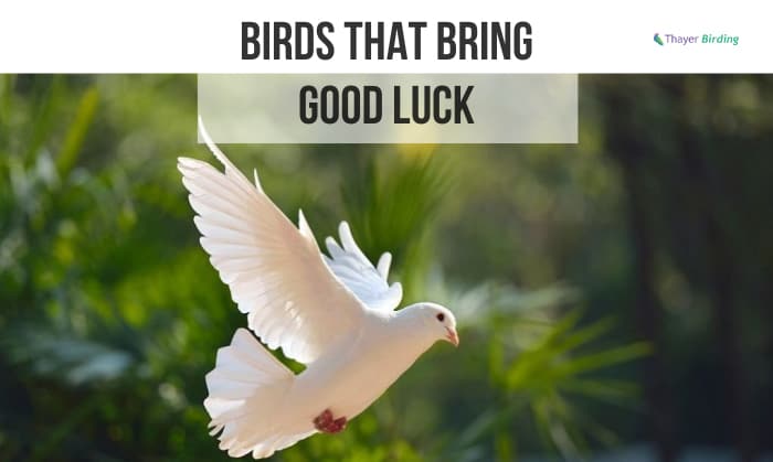 birds that bring good luck