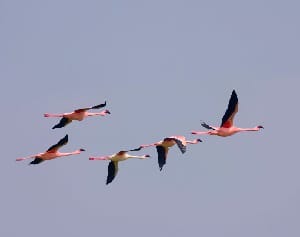 birds-that-fly-in-v-formation