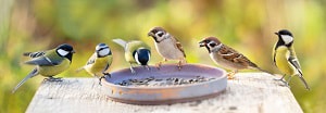birds-to-find-new-feeder
