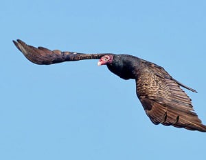 black-vulture