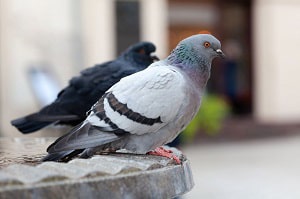 blue-jays