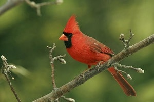 cardinal-birds