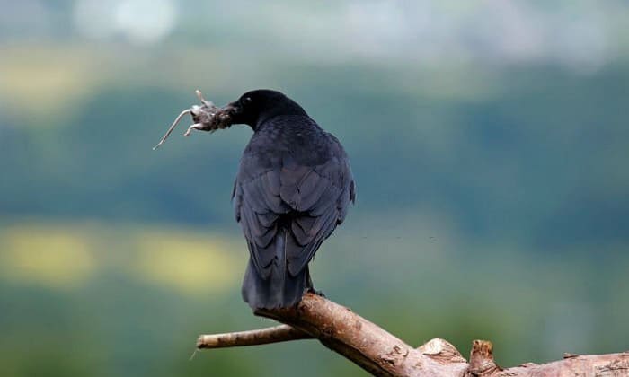 characteristics-of-a-raven