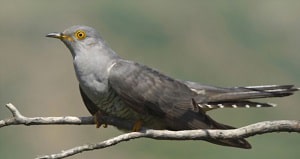 cuckoo-bird-habitat