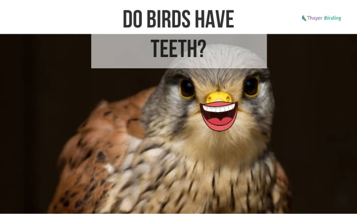 do birds have teeth