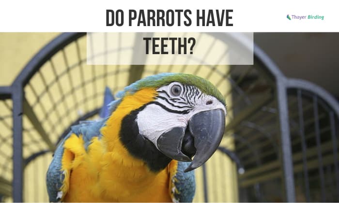 do parrots have teeth