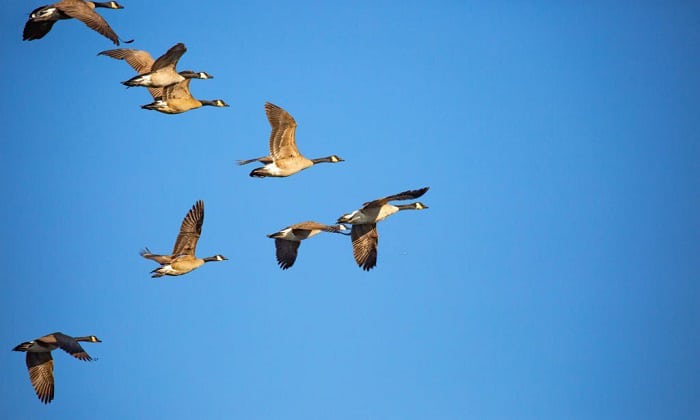 ducks-flying-in-v-formation