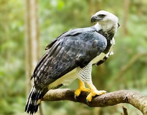 eagle-carrying-deer