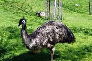 emu-birds