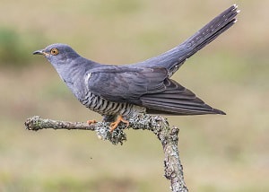 european-cuckoo