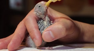 feed-a-newborn-bird