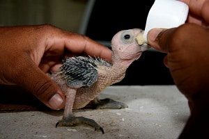 feeding-baby-birds-by-hand