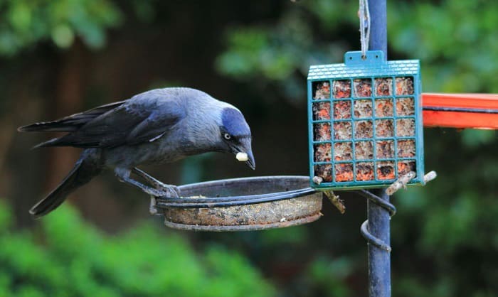 food-for-ravens
