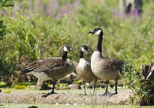 geese-flying-formation