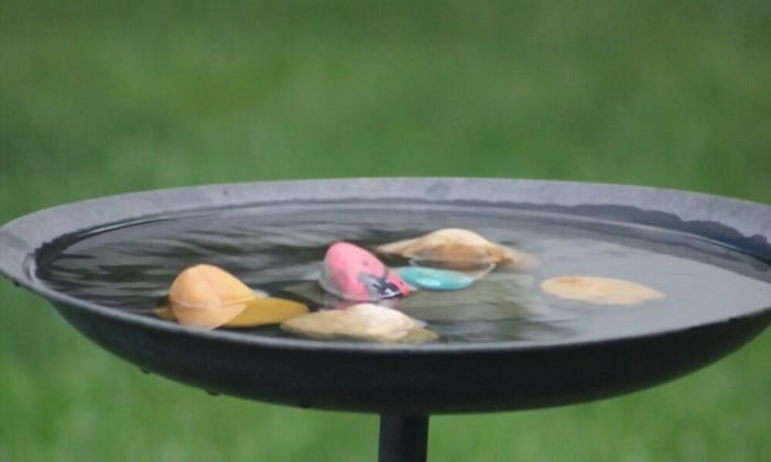 get-birds-to-use-a-bird-bath