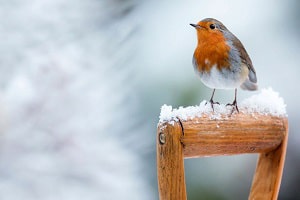 good-luck-birds-and-meaning